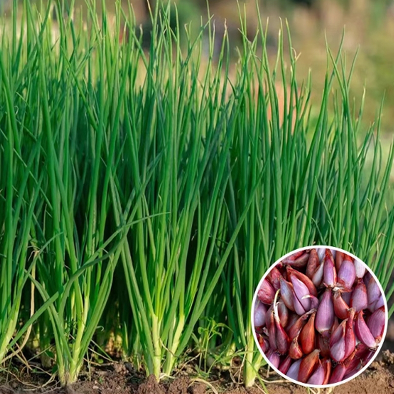 เมล็ดพันธุ์ให้ผลผลิตสูง 300 เมล็ด ต้นหอมเล็ก dahon ng sibuyas seeds พืชหายาก เมล็ดพันธุ์คุณภาพดี