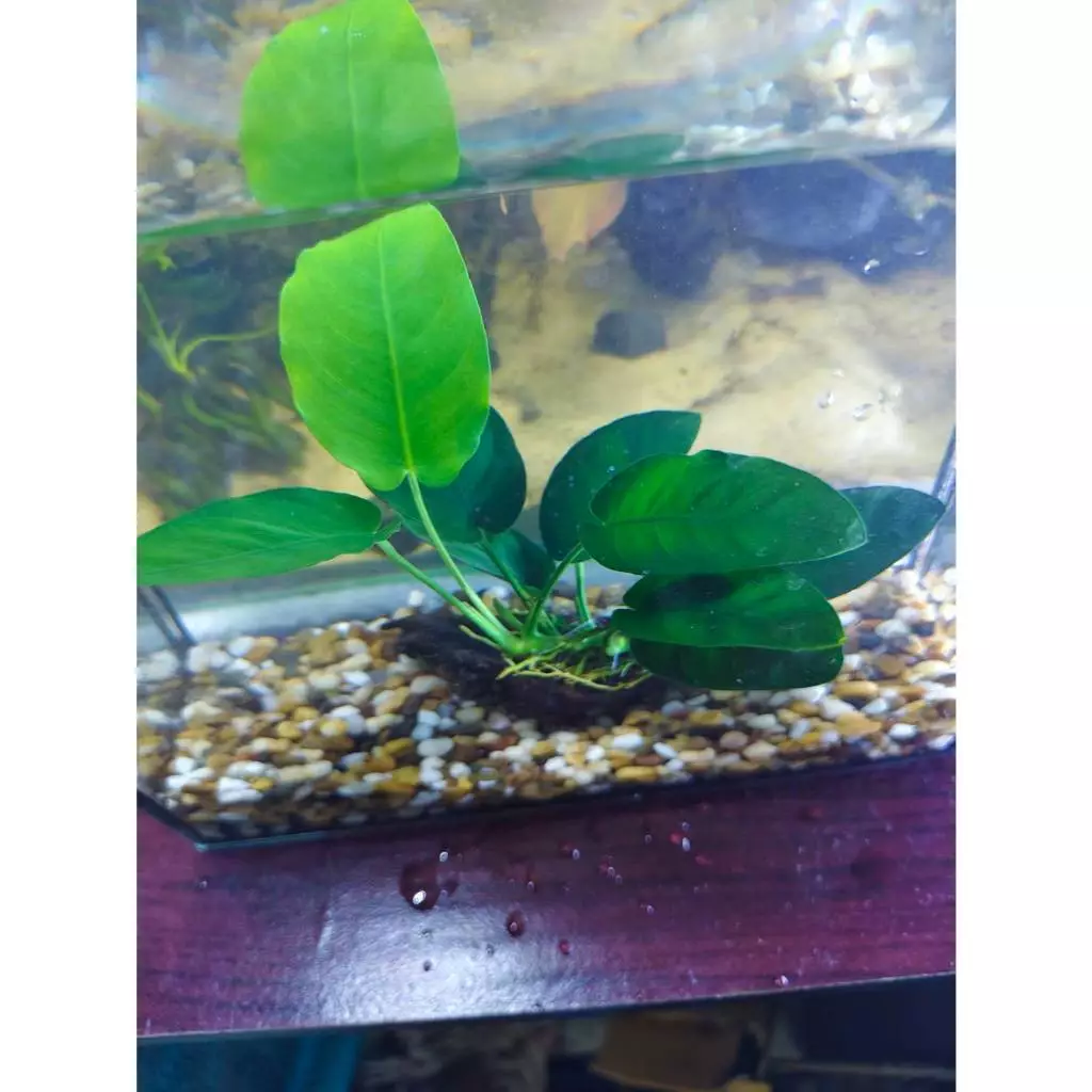 อนูเบียสพันขอนจิ๋ว ไม้น้ำ แต่งตู้ปลา หรือ อ่างบัว ปลูกง่าย เขียวสด โตเร็ว พร้อมปลูก