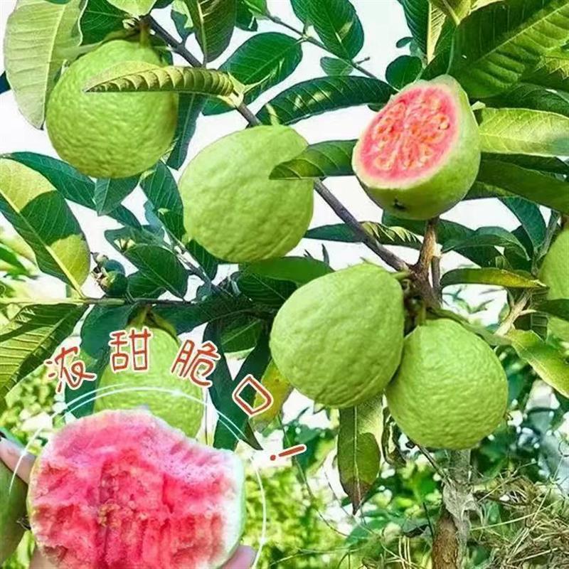 ล็ดพันธุ์ ฝรั่ง เมล็ดฝรั่ง บรรจุ 30 เมล็ด (Guava Seeds for Planting) Bonsai Guava Tree Fruit Seeds บ