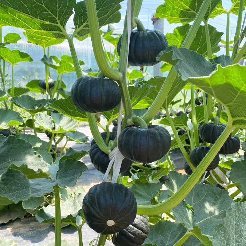 5 เมล็ด เมล็ดพันธุ์ ฟักทองญี่ปุ่น High Yield Japanese Pumpkin Seeds Vegetable Seeds เมล็ดฟักทอง Plants
