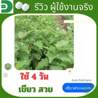 ดี-ไวท์ เม็ดฟู่เทพ กำจัดโรคพืช เชื้อรา แบคทีเรีย โรครากเน่า โคนเน่า โรคพืชทุกชนิด