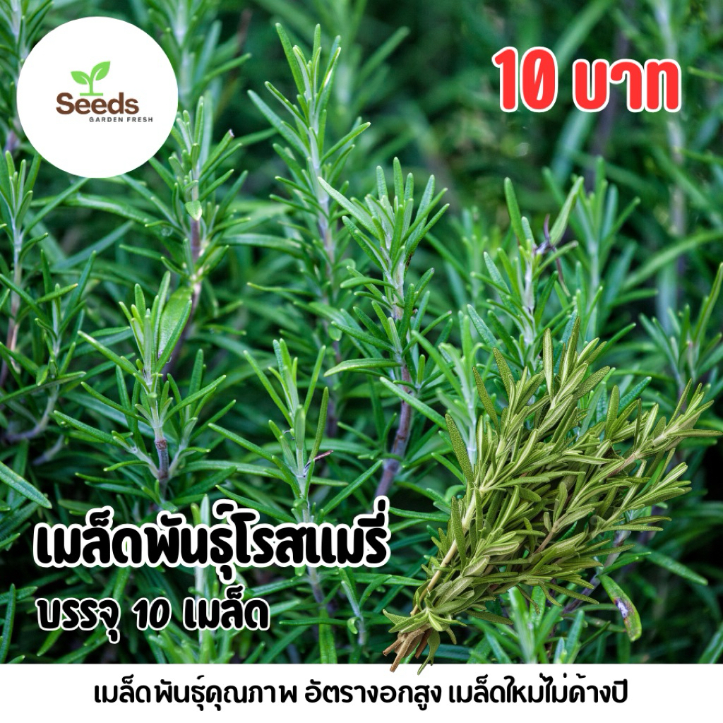 เมล็ดพันธุ์โรสแมรี่ บรรจุ 10 เมล็ด