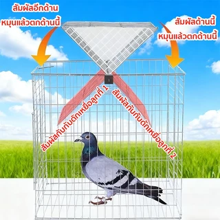 *เข้าได้แต่ออกไม่ได้* Flip Cage กรกดักนกเขา เพนียดดักนก กรงกับดักนกพิราบ ดักนกได้หลายชนิด
