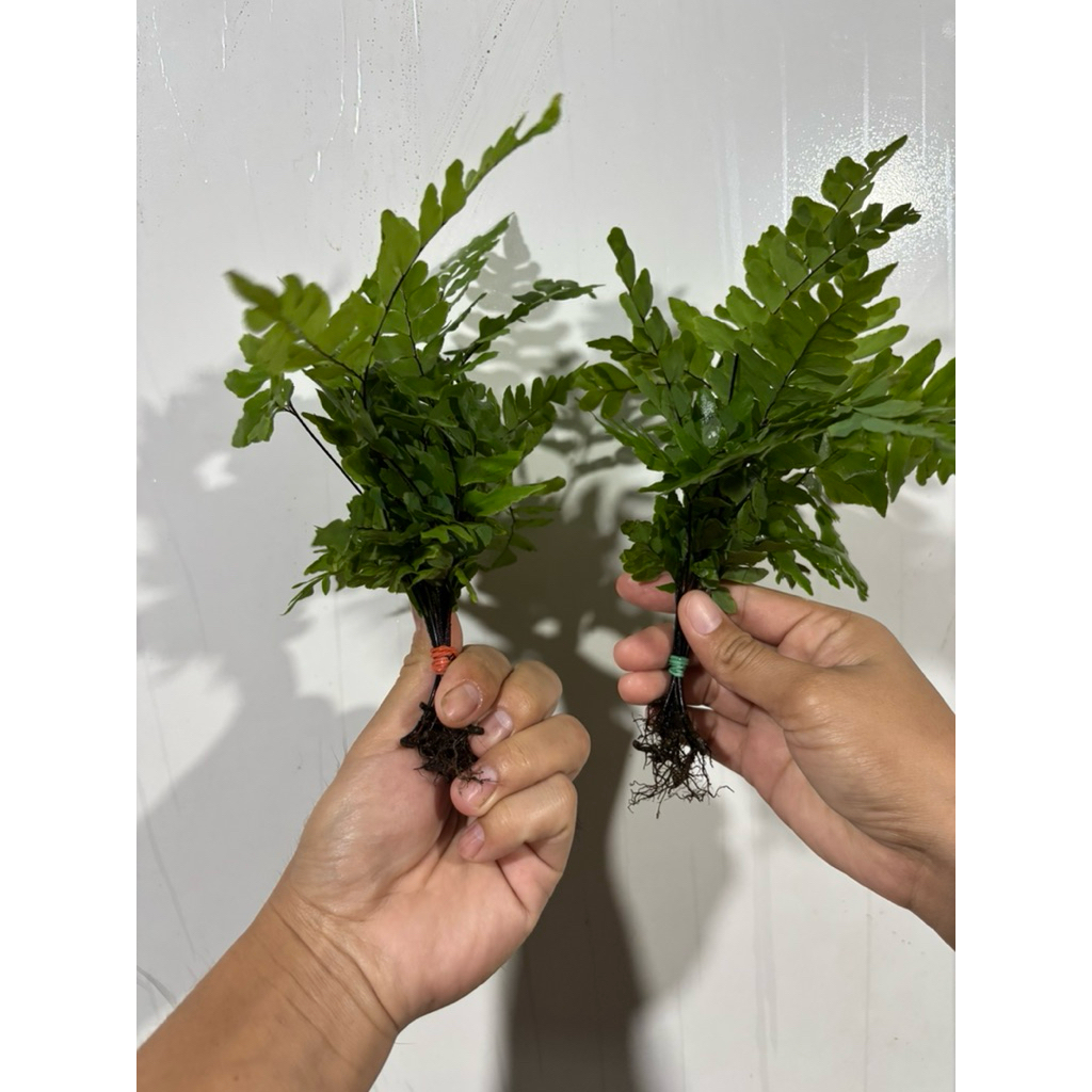 เฟิร์นก้านดำ เฟิร์นก้านดำใส่โหลปลา 12แถม12ต้น - รูปที่ 4