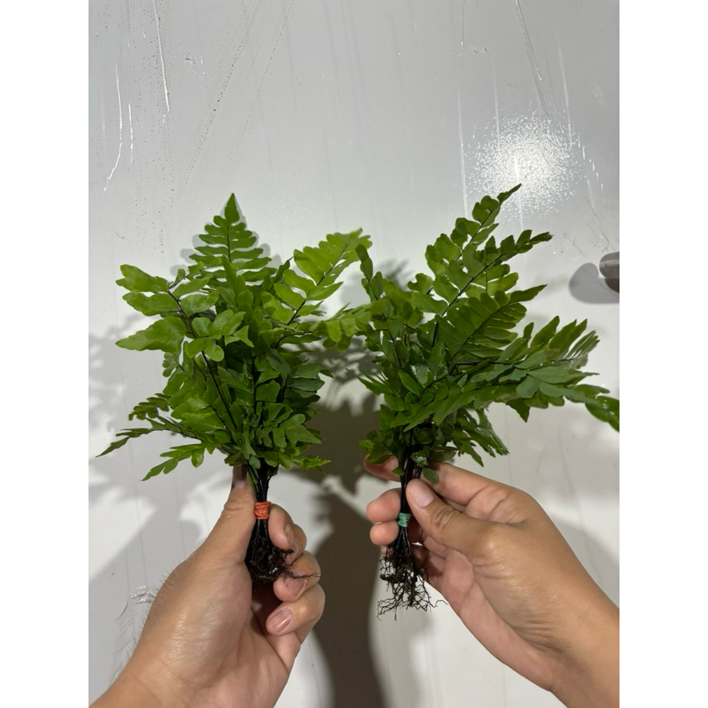 เฟิร์นก้านดำ เฟิร์นก้านดำใส่โหลปลา 12แถม12ต้น - รูปที่ 5