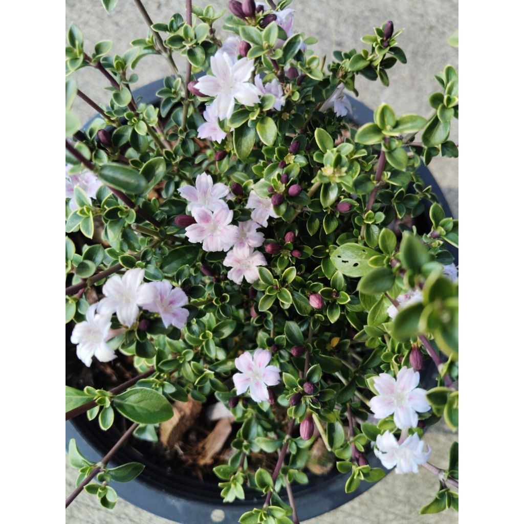 ซากุระแคระ Serissa japonica คือ Snow Rose 