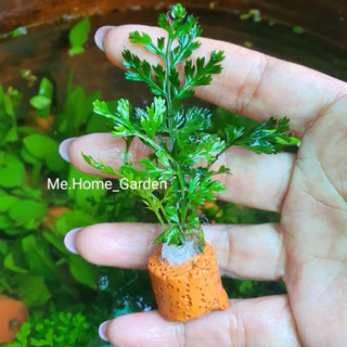🍃🍃เฟิร์นผักชี 🍃🍃ไม้น้ำหลอดเซรามิกค์1ชุดมี3หลอด