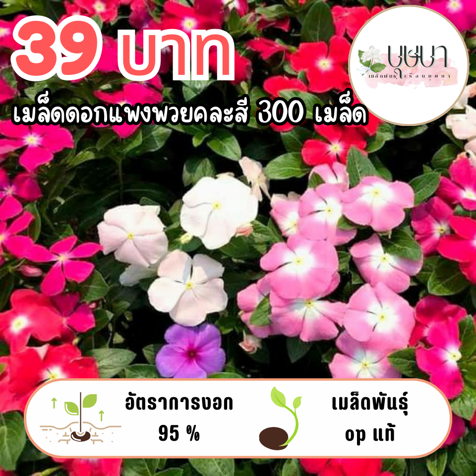 เมล็ดดอกแพงพวยคละสี 39บาท