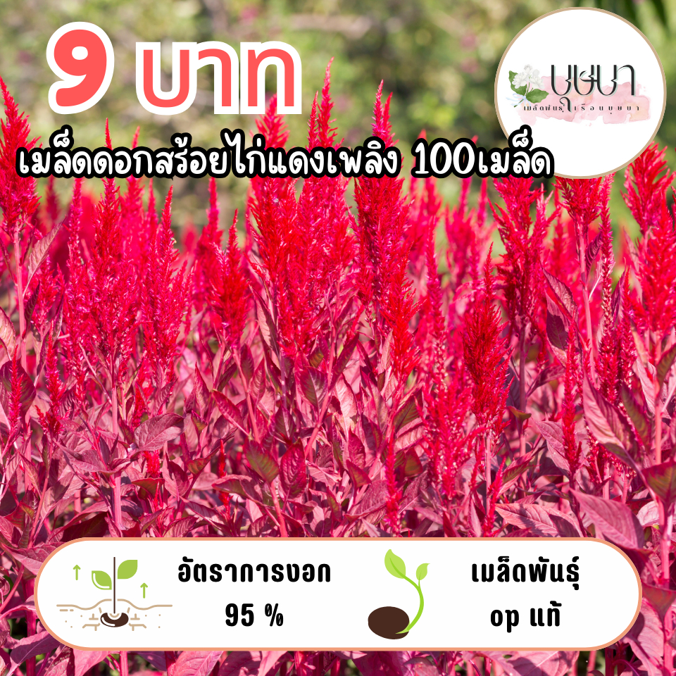 เมล็ดพันธุ์สร้อยไก่แดงเพลิง 9บาท