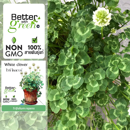 เมล็ดพันธุ์ ไวท์ โคลเวอร์ 200 เมล็ด (WHITE CLOVER) นำเข้า การันตีสายพันธุ์