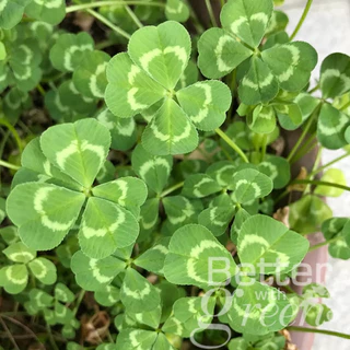 เมล็ดพันธุ์ ไวท์ โคลเวอร์ 200 เมล็ด (WHITE CLOVER) นำเข้า การันตีสายพันธุ์