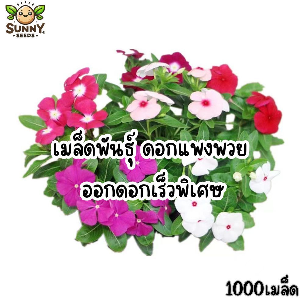 เมล็ดดอก แพงพวยคละสี ดอกเยอะ โตเร็ว (เมล็ดสด งอกง่าย)