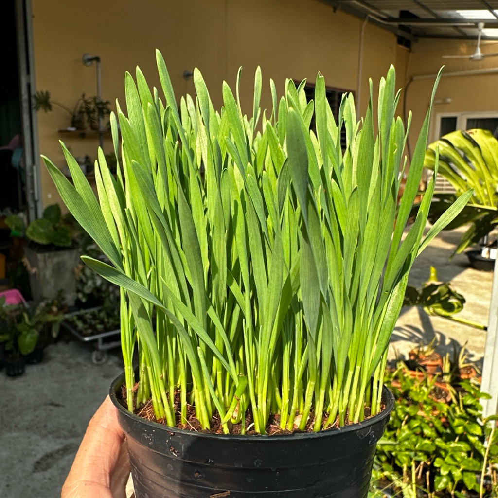 Wheat glass plant กระถาง 4” ต้นอ่อนข้าวสาลี ต้นข้าวสาลีแมว ต้นข้าวสาลี Cat glass หญ้าแมว เมล็ดนำเข้าออสเตรเลีย