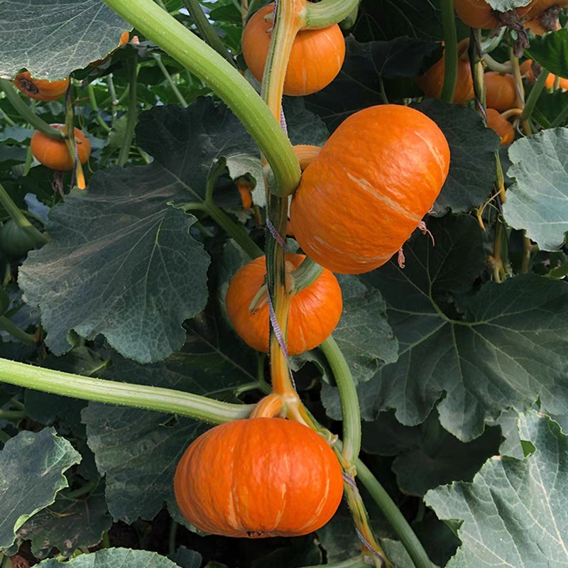 ฟักทองสีแดงชนิดทองน้ำตาล (Pumpkin seeds)5เมล็ด พันธุ์ลูกผสม เนื้อหวานที่สุด คุณภาพเป็นเยี่ยม ปลูกง่าย
