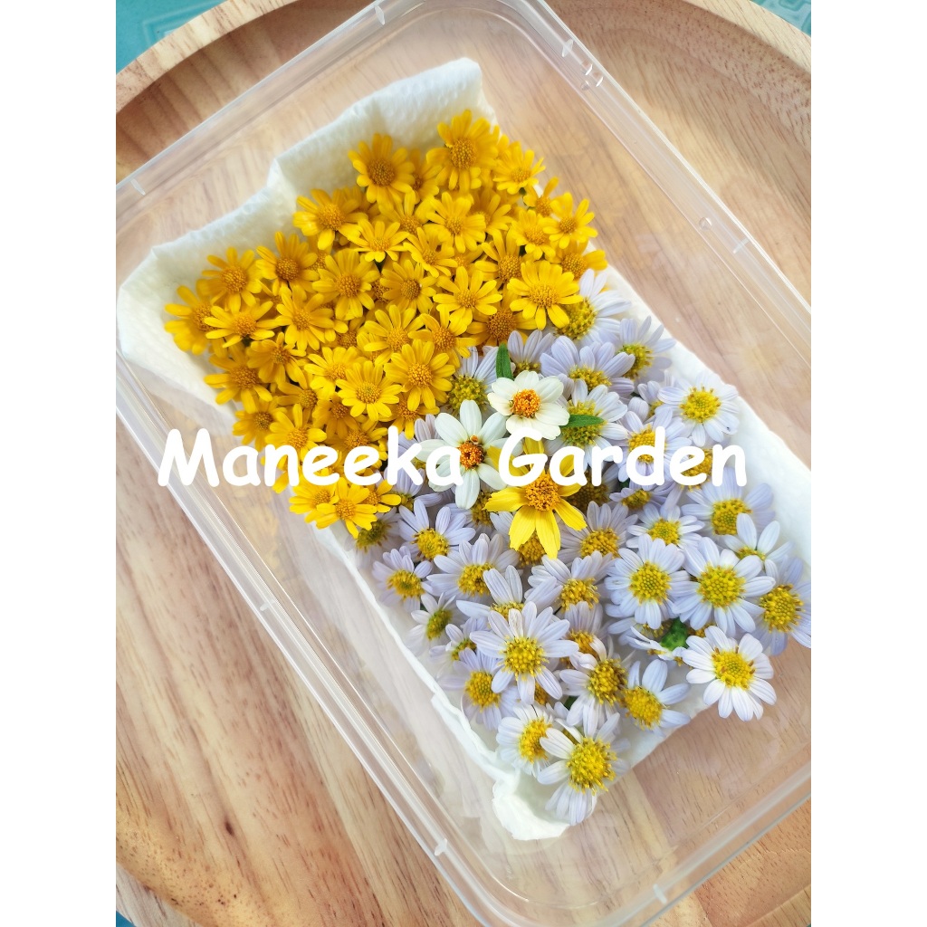 ดอกมากาเร็ตบอเนียว,เดซี่เหลือง ดอกไม้แต่งขนม Edible Flowers กล่องละ60-150ดอก(ส่งด่วนInstant Delivery)