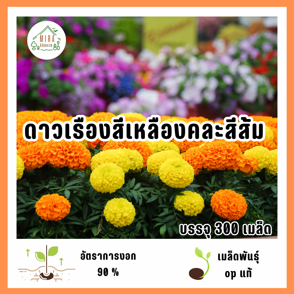 เมล็ดพันธุ์ดอกดาวเรืองสีเหลืองคละสีส้ม 300 เมล็ด
