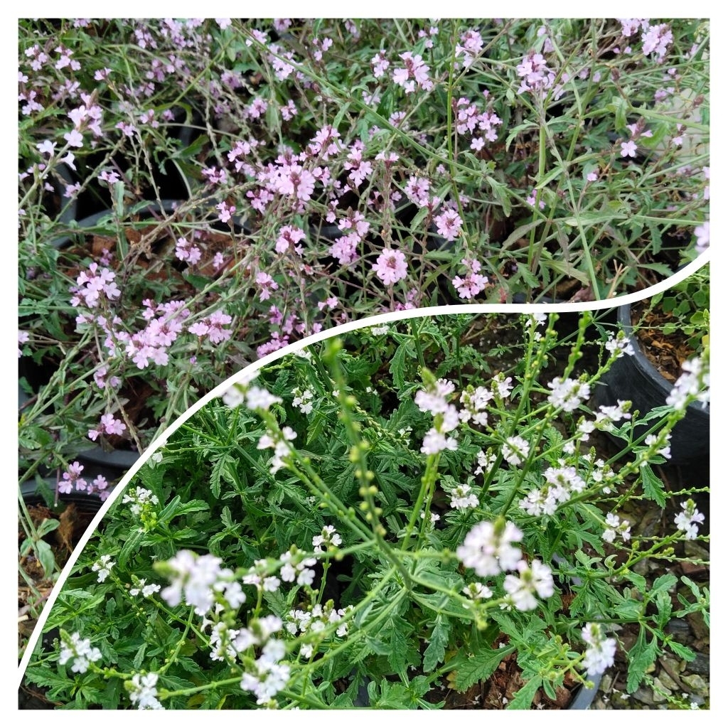 Verbena Bampton  เวอร์บีน่า แบมตัน