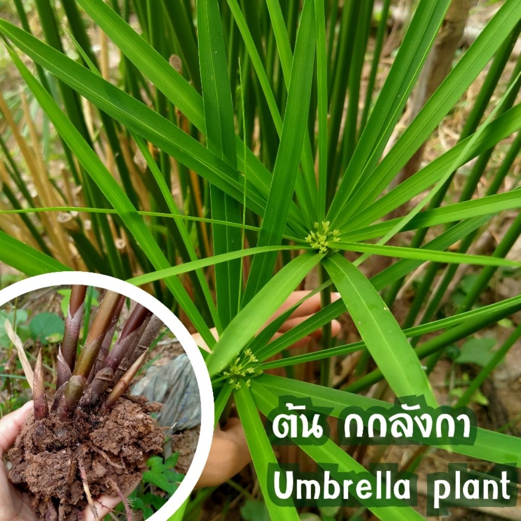 ต้นกกลังกา ต้นพันธุ์พร้อมปลูก( 1 เหง้า 29 บาท ) พืชน้ำปลูกประดับสวน