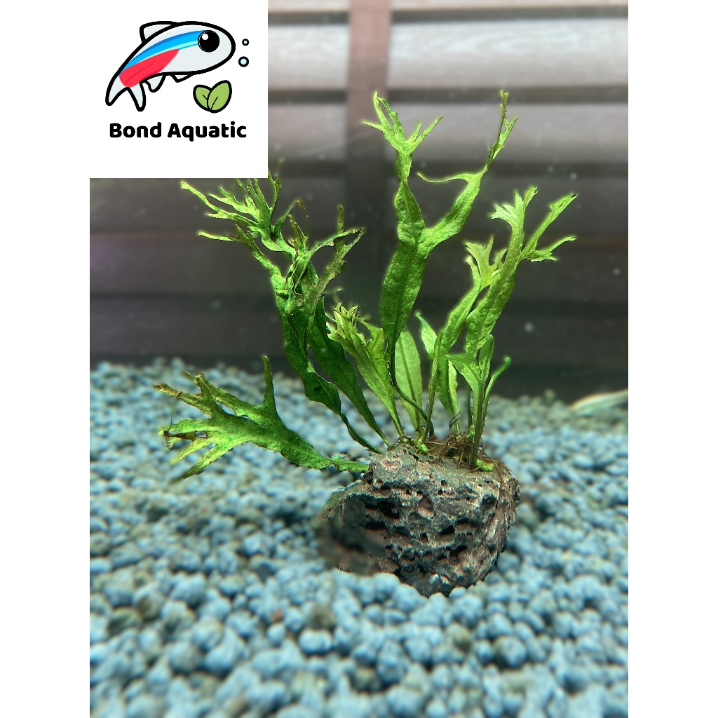 ต้นไม้น้ำ Java Fern Windelov เฟิร์นเขากวางติดหิน