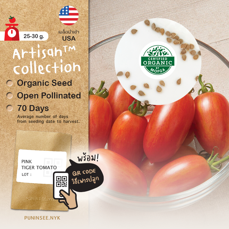 เมล็ดนำเข้า มะเขือเทศเชอรี่ ลายเสือสีชมพู Pink Tiger Tomato (Organic Seed) Artisan ทรงรี