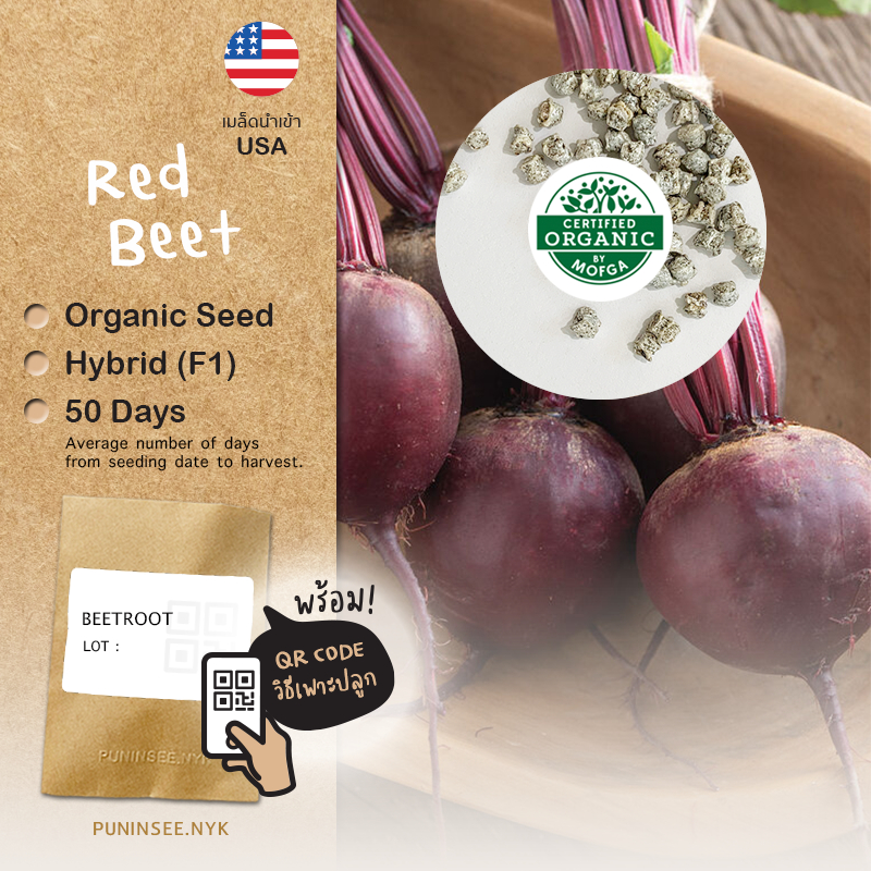 เมล็ดผักนำเข้า บีทรูท Subeto Beet (Organic F1) Beetroot Superfood บีตรูต หัวบีท เนื้อสีแดงม่วง