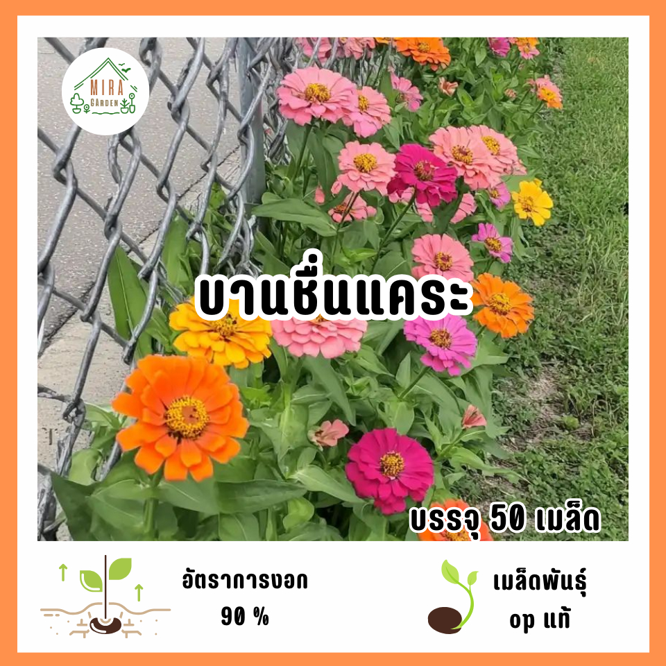เมล็ดพันธุ์ดอกบานชื่นแคระ 50 เมล็ด – โปรปัง