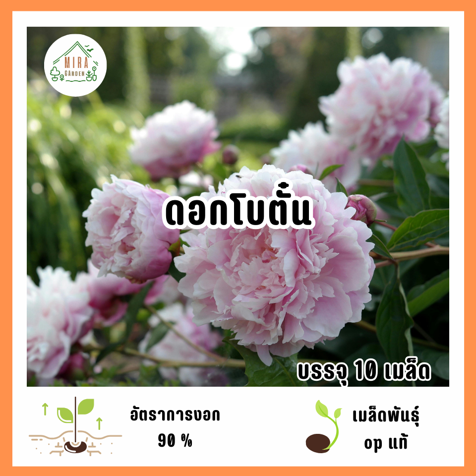เมล็ดพันธุ์ดอกโบตั๋น 10 เมล็ด