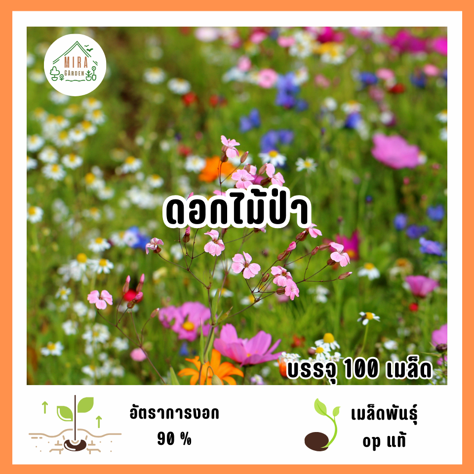 เมล็ดพันธุ์ดอกไม้ป่า 100 เมล็ด