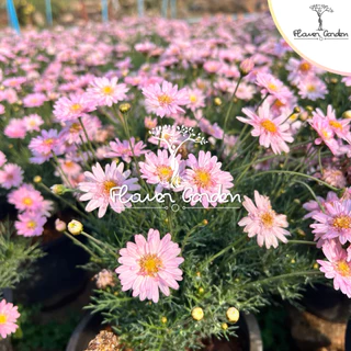 NEW😍Paris Daisy (ปารีส เดซี่) สีแดง เหลือง ชมพู ดอกไม้กินได้ กระถาง 8 นิ้ว*ส่งติดดอก* ดอกหลายโทนสีในต้นเดียว ต้นไม้