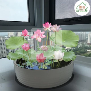 เมล็ดพันธุ์บัวแคระ 5 เมล็ด