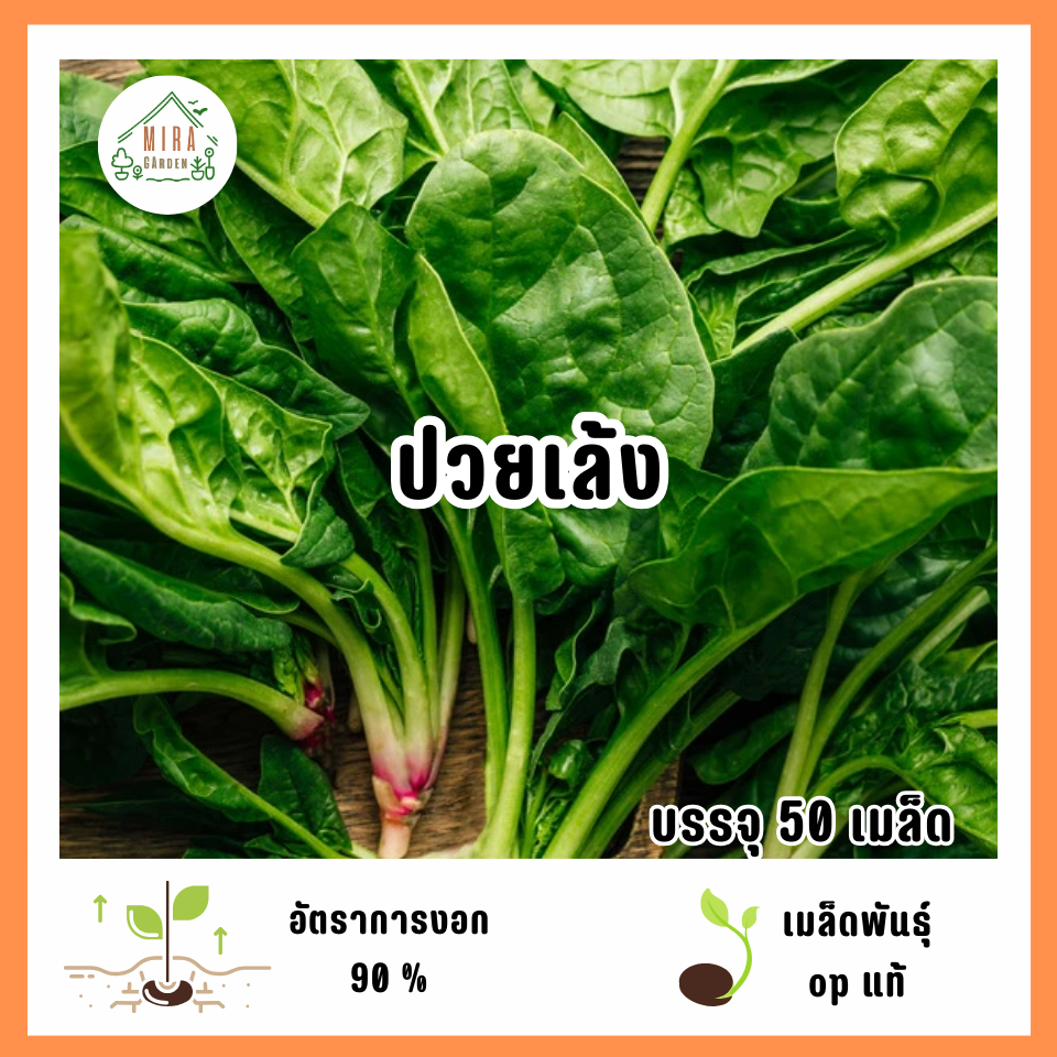 เมล็ดพันธุ์ปวยเล้ง 50 เมล็ด