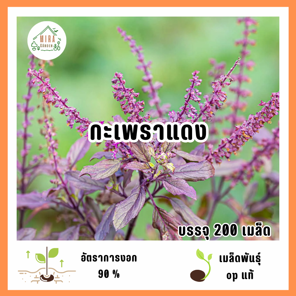 เมล็ดพันธุ์กะเพราแดง 200 เมล็ด
