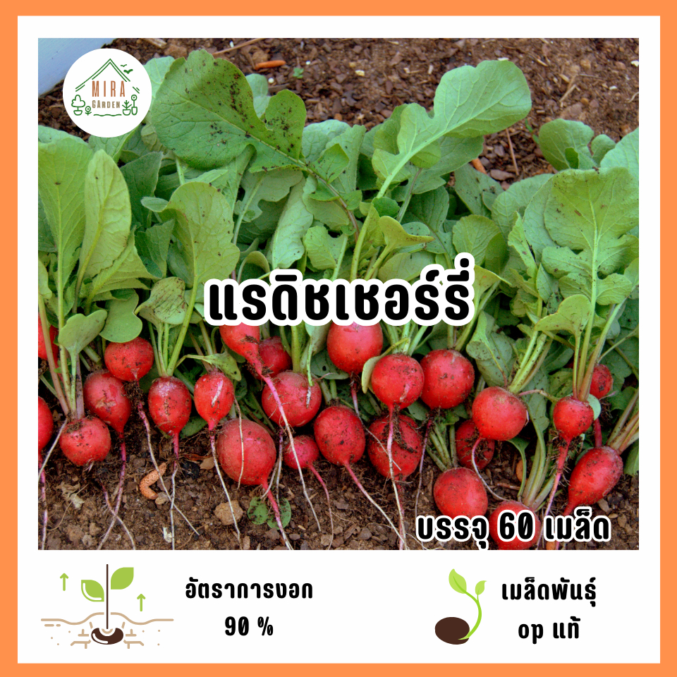 เมล็ดพันธุ์แรดิชเชอร์รี่ 60 เมล็ด