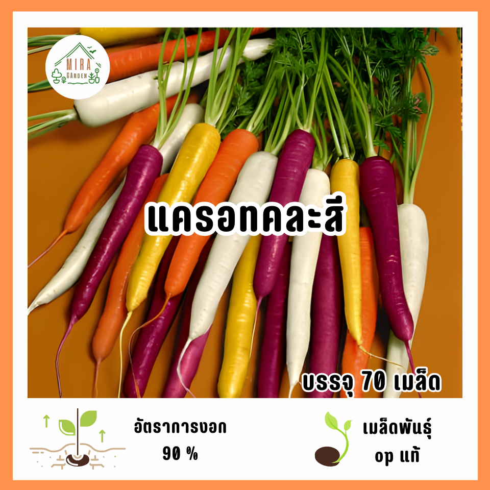 เมล็ดพันธุ์แครอทคละสี 70 เมล็ด