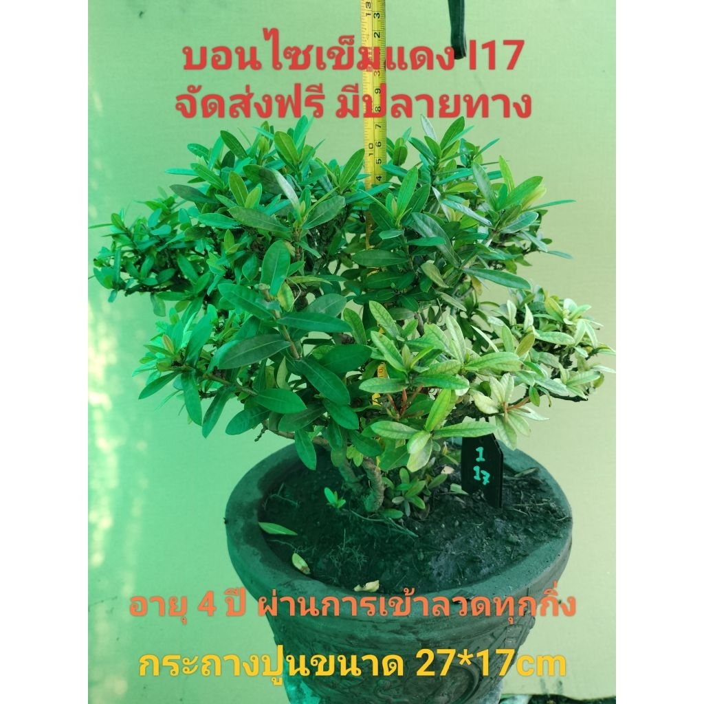 บอนไซเข็มแดง I17 (Ixora)