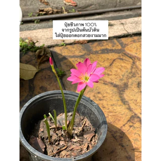 พร้อมส่ง🍀ปุ๋ยชีวภาพ ปุ๋ยเม็ดอินทรีย์ใช้งานง่าย เร่งดอกผล เร่งการเจริญ 500 กรัม และ 1 กก ตรา OHO