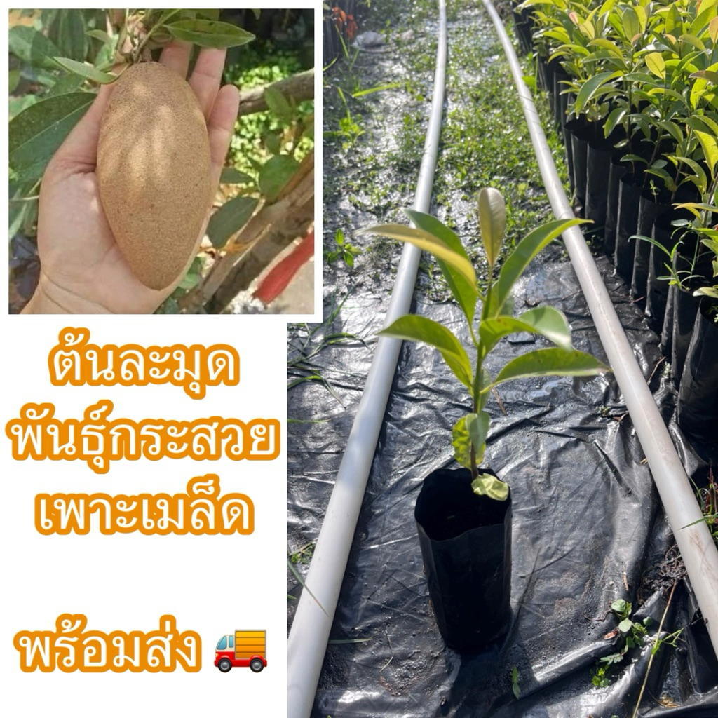 ต้นละมุดกระสวย เพาะเมล็ด( สั่งขั้นต่ำ2ต้น)🔥ถ้าซื้อ5ต้นแถม1ต้น พันธุ์นี้ให้ลูกดก หวาน กรอบ ติดลูกไว้  ทนแล้ง ปลูกง่าย