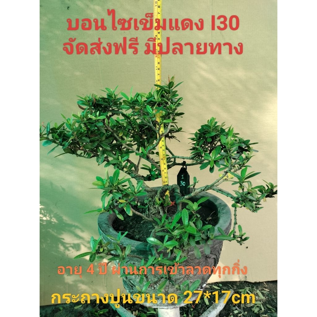 บอนไซเข็มแดง 30 (Ixora)
