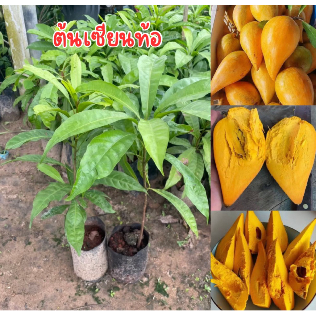 ต้นเซียนท้อถุงใหญ่ ชุด2ต้น99บาท พร้อมส่ง สูง40เซน