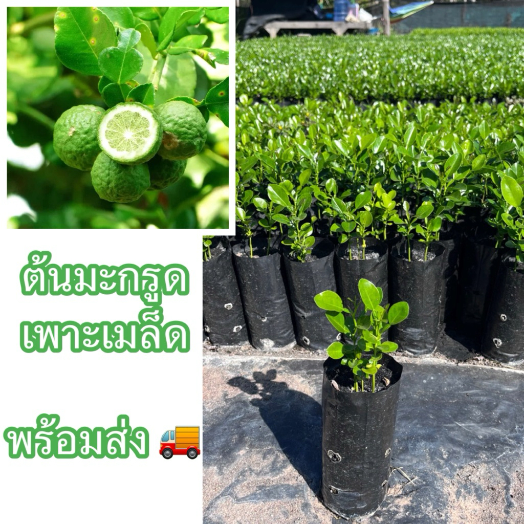 ต้นมะกรูด เพาะเมล็ด (สั่งขั้นต่ำ3ต้น)ต้นแข็งแรง พร้อมปลูก นิยมใช้ ใบและผิวมะกรูด เป็นส่วนประกอบของเครื่องปรุงในอาหารไทย