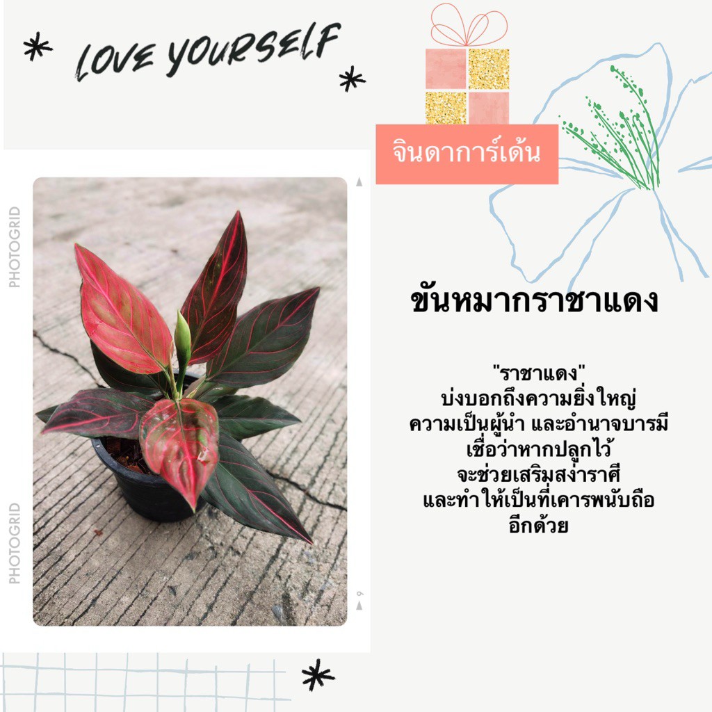 ต้นขันหมากราชาแดง กระถาง 6 นิ้ว ต้นไม้มงคลไม้ฟอกอากาศ เสริมดวงโชคลาภ ต้นจริงสวยมากใบเยอะ