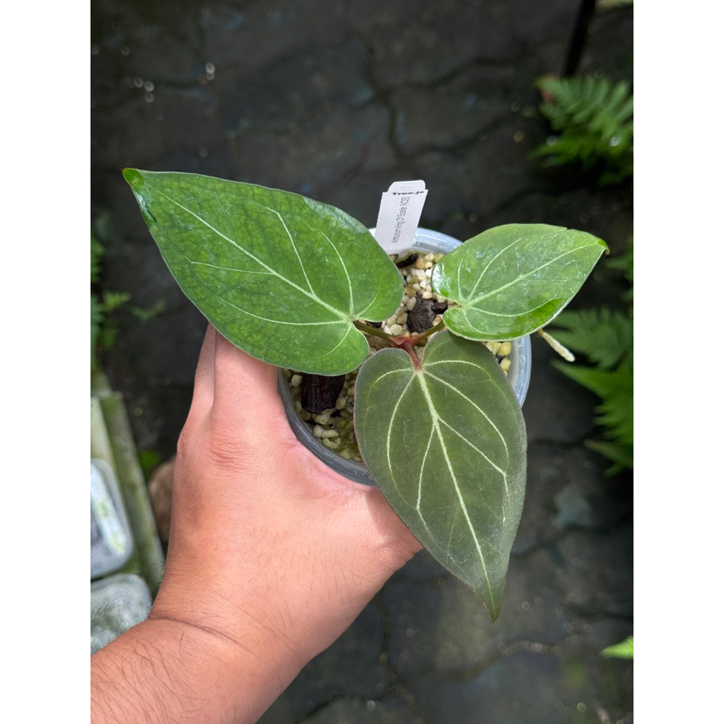 Anthurium King of spade (kos)