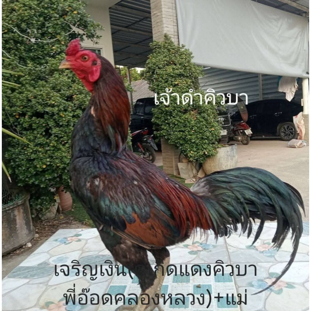 ไข่ไก่ชนม้าล่อรำวงเมืองเหนือ เจ้าดำคิวบา เจริญทอง