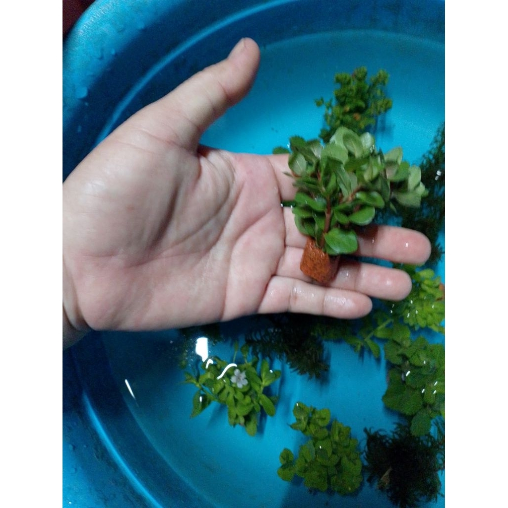 พืชไม้น้ำเกล็ดหอยแดงดิบจิ๋วสำหรับตู้ปลาอ่างปลาน้อยสวยงาม - รูปที่ 4