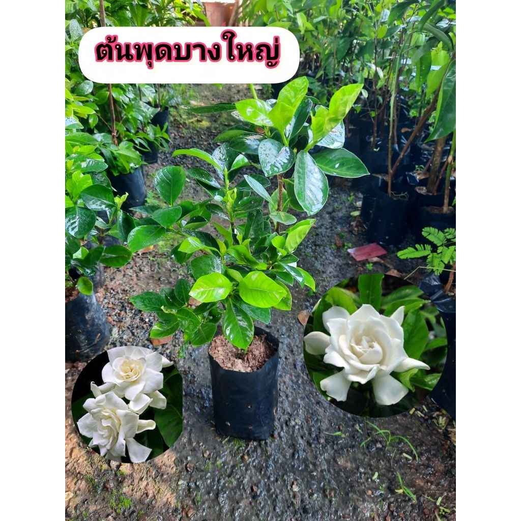 ต้นพุดเศรษฐีบางใหญ่ พุดบางใญ่ พุดซ้อน