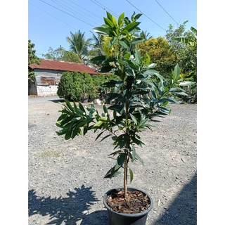 รักแรกพบสีเหลืองสวย(กระถาง 10 นิ้ว)เป็นไม้พุ่ม พรรณไม้ความหมายดี ออกได้ทั้งปีให้ดอกสวยงามตลอดทั้งปี กลิ่นหอมเย็น