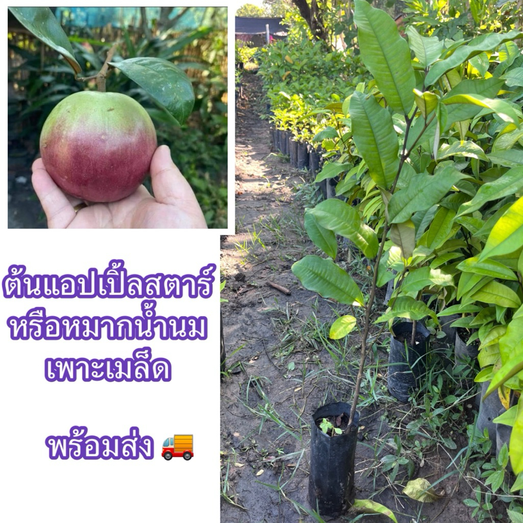 ต้นแอปเปิ้ลสตาร์หรือลูกน้ำนม เพาะเมล็ด (สั่งขั้นต่ำ 4ต้น) ผลมีรสหวานหอมละมุนลิ้น หากินยาก แต่ปลูกง่ายติดผลเร็ว
