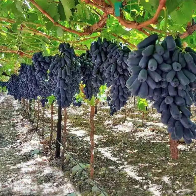 30เมล็ด/แพ็ค(Grape Seeds for planting) เมล็ดพันธุ์ต้นองุ่น ของแท้ 100% ปลูกง่าย อัตรางอกสูง! Grape Tree Plant Fruit Seed