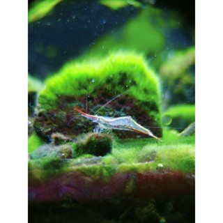 กุ้งจมูกแดง Red Nose/Pinocchio Size ใหญ่