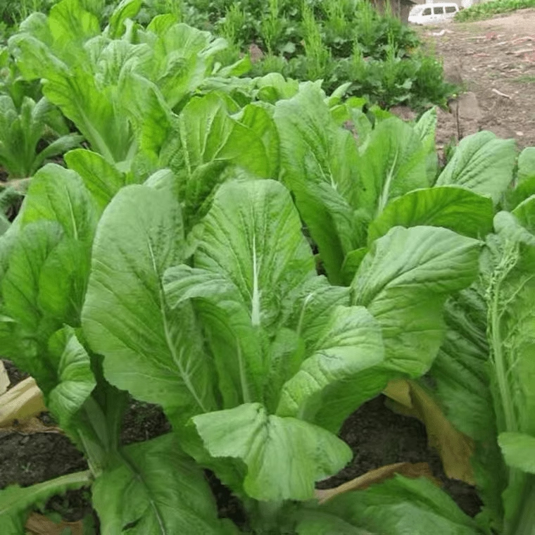 Mustard Seeds 500 เมล็ด ชุนฉ่าย ผักกาดเขียว ผักโขมจีน chinese mustard seeds